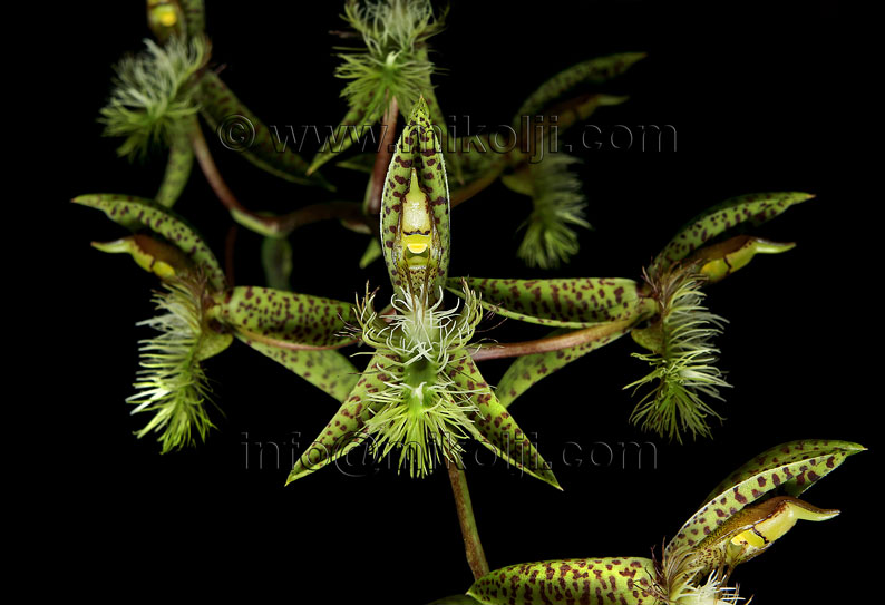 Catasetum barbatum, exotic, floral, isolated, agriculture, anniversary, beautiful, beauty, biology, bloom, blossoms, botanical, botany, bouquet, branch, bright, chlorophyll, clean, closeup, cluster, cocoon, color, cultivation, decorative, detail, diagonal, elegant, fall, flowers, garden, gardening, green, growing, healthful, horticultural, landscaping, life, light, line, love, lush, natural, nature, orchids, organic, ornate, petals, photosynthesis, plants, yellow, wild, rare, amazon, wallpaper, background, ivan mikolji, flor, flores, silvestres, Venezuela, calendarios, libres de derecho, fotos publicitarias, venta de fotos, verde, amarilla, orquideas